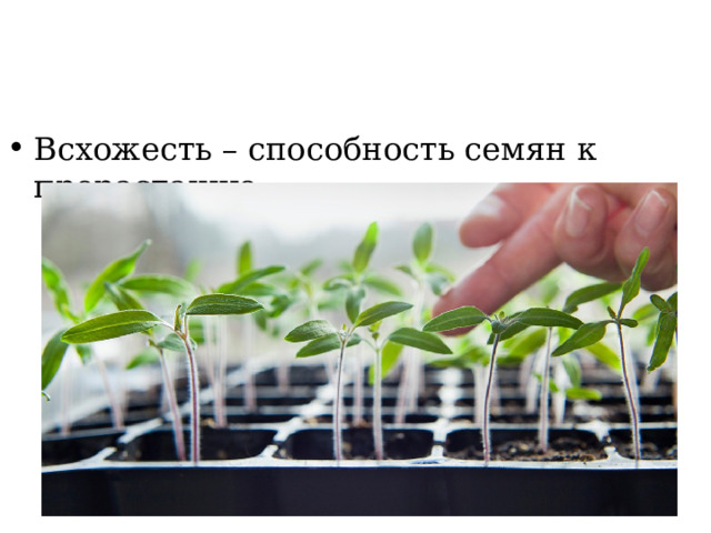 Всхожесть – способность семян к прорастанию 