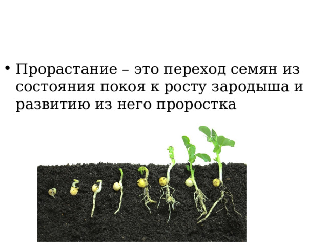 Прорастание – это переход семян из состояния покоя к росту зародыша и развитию из него проростка 