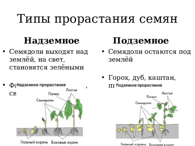 Типы прорастания семян Надземное  Подземное  Семядоли выходят над землёй, на свет, становятся зелёными Семядоли остаются под землёй Фасоль, огурец, тыква, свёкла Горох, дуб, каштан, пшеница 