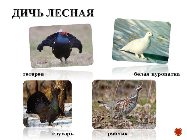 тетерев белая куропатка рябчик глухарь 