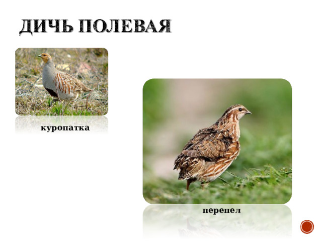 куропатка перепел 