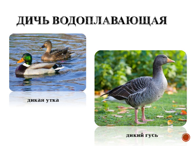 дикая утка дикий гусь 