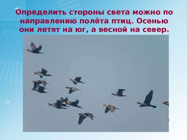 Определить стороны света можно по направлению полёта птиц. Осенью они летят на юг, а весной на север. 