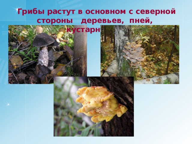  Грибы растут в основном с северной стороны деревьев, пней, кустарников. 
