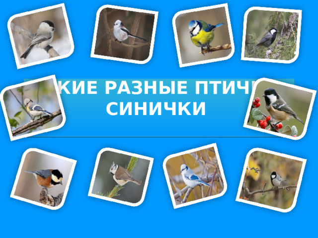      ТАКИЕ РАЗНЫЕ ПТИЧКИ-СИНИЧКИ            