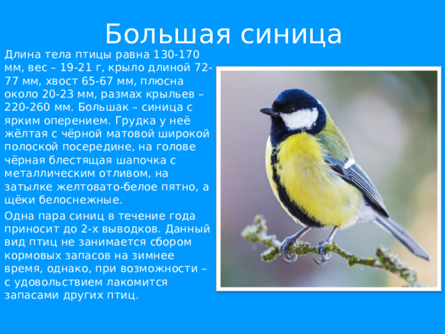 Большая синица Длина тела птицы равна 130-170 мм, вес – 19-21 г, крыло длиной 72-77 мм, хвост 65-67 мм, плюсна около 20-23 мм, размах крыльев – 220-260 мм. Большак – синица с ярким оперением. Грудка у неё жёлтая с чёрной матовой широкой полоской посередине, на голове чёрная блестящая шапочка с металлическим отливом, на затылке желтовато-белое пятно, а щёки белоснежные. Одна пара синиц в течение года приносит до 2-х выводков. Данный вид птиц не занимается сбором кормовых запасов на зимнее время, однако, при возможности – с удовольствием лакомится запасами других птиц. 
