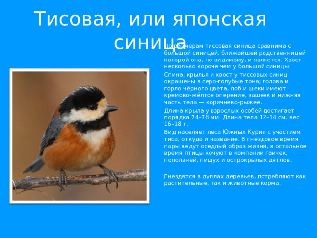 Тисовая, или японская синица По размерам тиссовая синица сравнима с большой синицей, ближайшей родственницей которой она, по-видимому, и является. Хвост несколько короче чем у большой синицы. Спина, крылья и хвост у тиссовых синиц окрашены в серо-голубые тона; голова и горло чёрного цвета, лоб и щеки имеют кремово-жёлтое оперение, зашеек и нижняя часть тела — коричнево-рыжее. Длина крыла у взрослых особей достигает порядка 74–78 мм. Длина тела 12–14 см, вес 16–18 г. Вид населяет леса Южных Курил с участием тиса, откуда и название. В гнездовое время пары ведут оседлый образ жизни, в остальное время птицы кочуют в компании гаичек, поползней, пищух и острокрылых дятлов. Гнездятся в дуплах деревьев, потребляют как растительные, так и животные корма. 