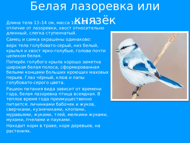Белая лазоревка или князёк Длина тела 13–14 см, масса 10,6–16 г. В отличие от лазоревки, хвост относительно длинный, слегка ступенчатый. Самец и самка окрашены одинаково: верх тела голубовато-серый, низ белый, крылья и хвост ярко-голубые, голова почти целиком белая. Поперёк голубого крыла хорошо заметна широкая белая полоса, сформированная белыми концами больших кроющих маховых перьев. Глаз чёрный, клюв и лапы голубовато-серого цвета. Рацион питания вида зависит от времени года, белая лазоревка птица всеядная. В теплое время года преимущественно питается: личинками бабочек и жуков, сверчками, кузнечиками, клопами, муравьями, жуками, тлей, мелкими жуками, мухами, пчелами и пауками. Находит корм в траве, коре деревьев, на растениях. 
