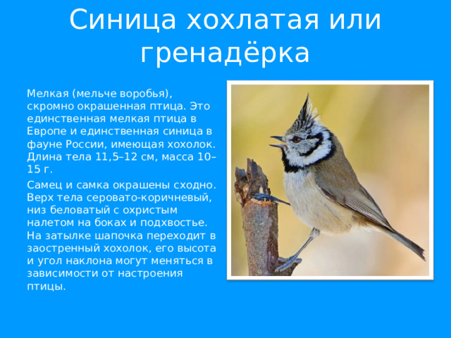Синица хохлатая или гренадёрка Мелкая (мельче воробья), скромно окрашенная птица. Это единственная мелкая птица в Европе и единственная синица в фауне России, имеющая хохолок. Длина тела 11,5–12 см, масса 10–15 г. Самец и самка окрашены сходно. Верх тела серовато-коричневый, низ беловатый с охристым налетом на боках и подхвостье. На затылке шапочка переходит в заостренный хохолок, его высота и угол наклона могут меняться в зависимости от настроения птицы. 