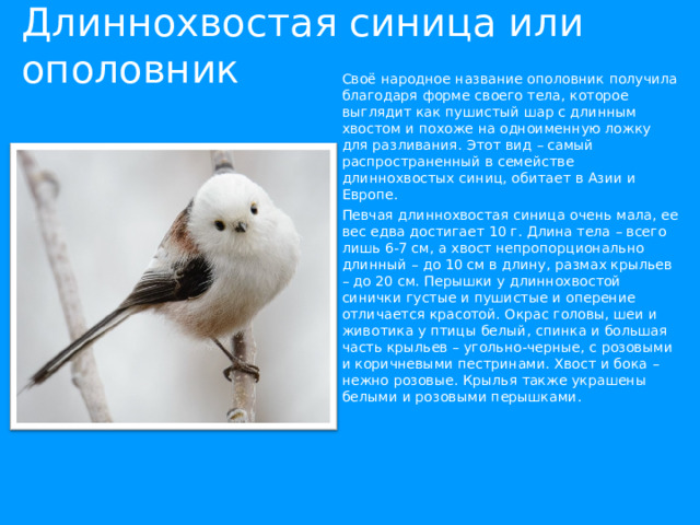 Длиннохвостая синица или ополовник Своё народное название ополовник получила благодаря форме своего тела, которое выглядит как пушистый шар с длинным хвостом и похоже на одноименную ложку для разливания. Этот вид – самый распространенный в семействе длиннохвостых синиц, обитает в Азии и Европе. Певчая длиннохвостая синица очень мала, ее вес едва достигает 10 г. Длина тела – всего лишь 6-7 см, а хвост непропорционально длинный – до 10 см в длину, размах крыльев – до 20 см. Перышки у длиннохвостой синички густые и пушистые и оперение отличается красотой. Окрас головы, шеи и животика у птицы белый, спинка и большая часть крыльев – угольно-черные, с розовыми и коричневыми пестринами. Хвост и бока – нежно розовые. Крылья также украшены белыми и розовыми перышками. 