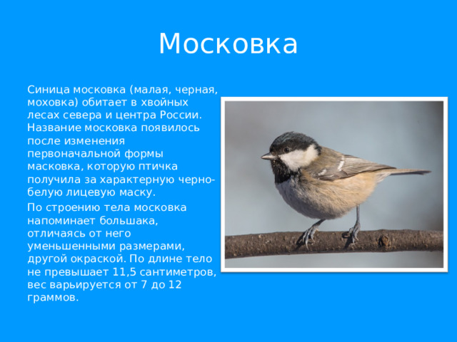 Московка Синица московка (малая, черная, моховка) обитает в хвойных лесах севера и центра России. Название московка появилось после изменения первоначальной формы масковка, которую птичка получила за характерную черно-белую лицевую маску. По строению тела московка напоминает большака, отличаясь от него уменьшенными размерами, другой окраской. По длине тело не превышает 11,5 сантиметров, вес варьируется от 7 до 12 граммов. 