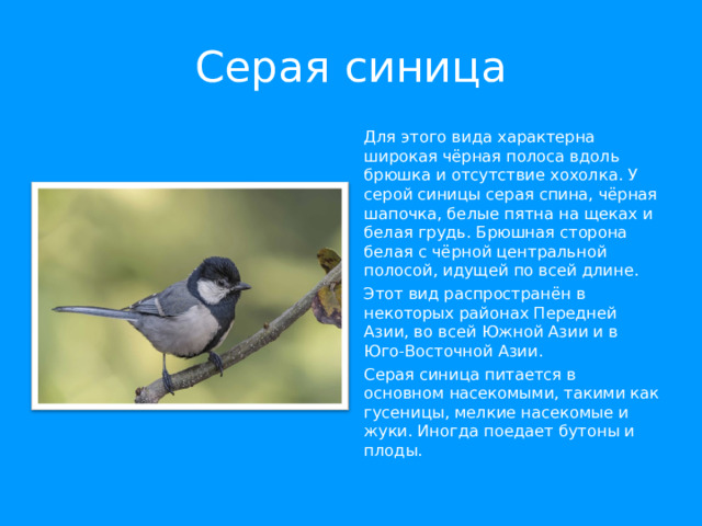 Серая синица Для этого вида характерна широкая чёрная полоса вдоль брюшка и отсутствие хохолка. У серой синицы серая спина, чёрная шапочка, белые пятна на щеках и белая грудь. Брюшная сторона белая с чёрной центральной полосой, идущей по всей длине. Этот вид распространён в некоторых районах Передней Азии, во всей Южной Азии и в Юго-Восточной Азии. Серая синица питается в основном насекомыми, такими как гусеницы, мелкие насекомые и жуки. Иногда поедает бутоны и плоды. 