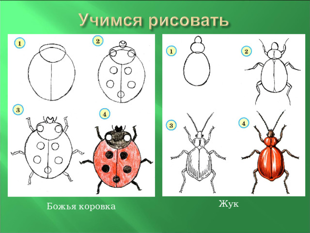 Жук Божья коровка 