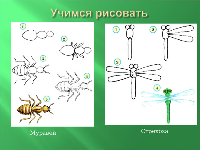 Стрекоза Муравей 