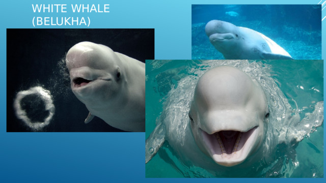 White whale (Belukha)   