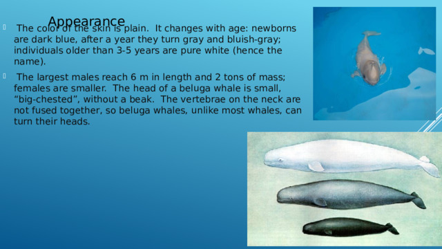 Appearance    The color of the skin is plain. It changes with age: newborns are dark blue, after a year they turn gray and bluish-gray; individuals older than 3-5 years are pure white (hence the name).  The largest males reach 6 m in length and 2 tons of mass; females are smaller. The head of a beluga whale is small, “big-chested”, without a beak. The vertebrae on the neck are not fused together, so beluga whales, unlike most whales, can turn their heads. 