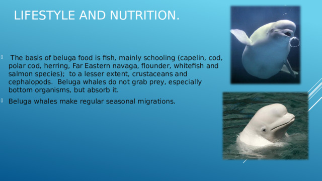 Lifestyle and nutrition.  The basis of beluga food is fish, mainly schooling (capelin, cod, polar cod, herring, Far Eastern navaga, flounder, whitefish and salmon species); to a lesser extent, crustaceans and cephalopods. Beluga whales do not grab prey, especially bottom organisms, but absorb it. Beluga whales make regular seasonal migrations. 