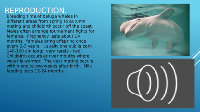 Reproduction. Breeding time of beluga whales in different areas from spring to autumn; mating and childbirth occur off the coast. Males often arrange tournament fights for females. Pregnancy lasts about 14 months; females bring offspring once every 2-3 years. Usually one cub is born 140-160 cm long; very rarely - two. Childbirth occurs at river mouths where water is warmer. The next mating occurs within one to two weeks after birth. Milk feeding lasts 12-24 months. 