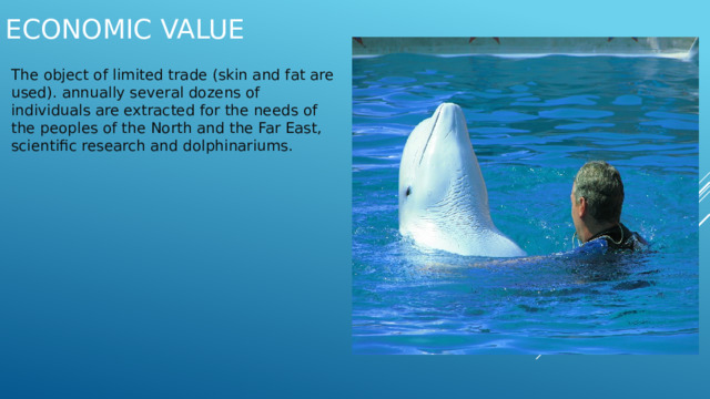 The object of limited trade (skin and fat are used). annually several dozens of individuals are extracted for the needs of the peoples of the North and the Far East, scientific research and dolphinariums. Economic value   