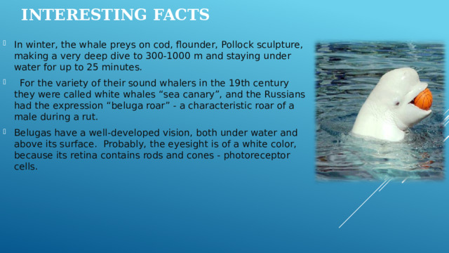 Interesting facts   In winter, the whale preys on cod, flounder, Pollock sculpture, making a very deep dive to 300-1000 m and staying under water for up to 25 minutes.   For the variety of their sound whalers in the 19th century they were called white whales “sea canary”, and the Russians had the expression “beluga roar” - a characteristic roar of a male during a rut. Belugas have a well-developed vision, both under water and above its surface. Probably, the eyesight is of a white color, because its retina contains rods and cones - photoreceptor cells. 