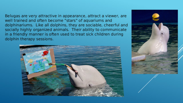 Belugas are very attractive in appearance, attract a viewer, are well trained and often become 