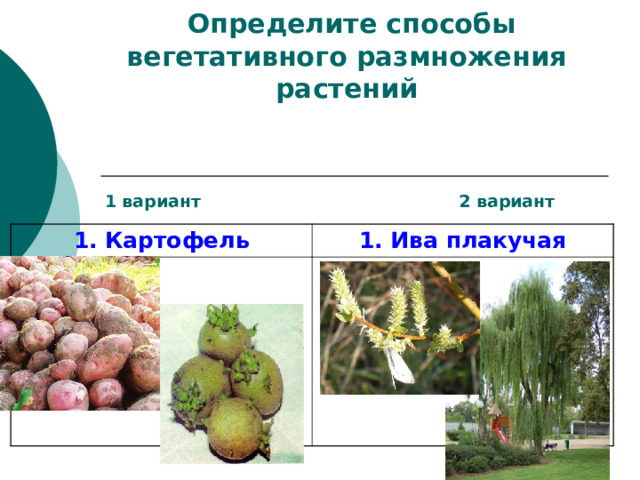 I часть.   Определите способы вегетативного размножения растений     1 вариант 2 вариант 1. Картофель 1. Ива плакучая 