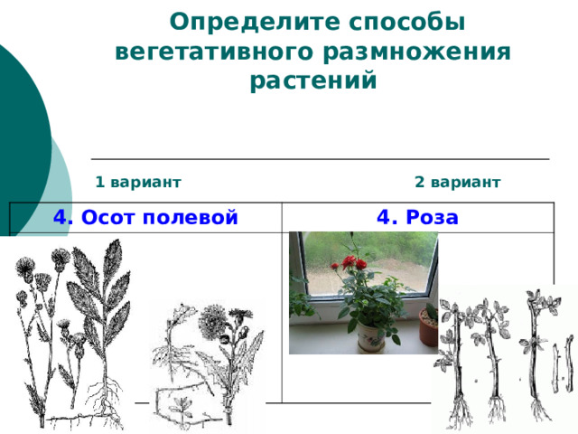 I часть.   Определите способы вегетативного размножения растений     1 вариант 2 вариант 4. Осот полевой 4. Роза 