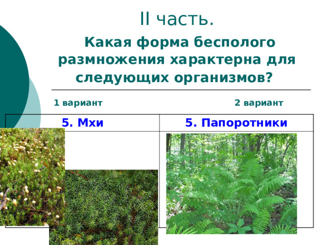 II часть.   Какая форма бесполого размножения характерна для следующих организмов?   1 вариант 2 вариант 5. Мхи 5. Папоротники 