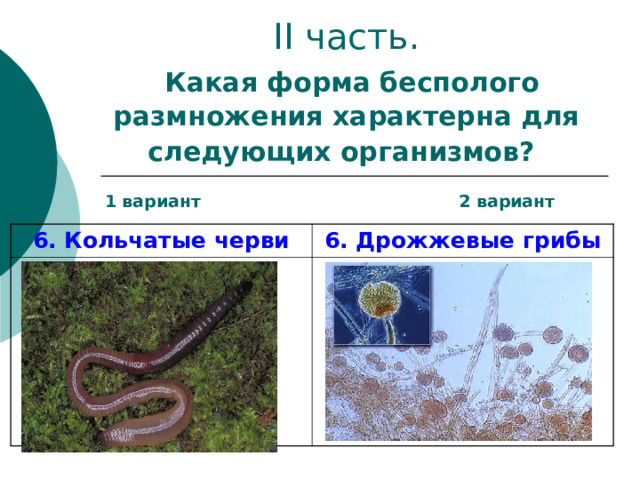 II часть.   Какая форма бесполого размножения характерна для следующих организмов?   1 вариант 2 вариант 6. Кольчатые черви 6. Дрожжевые грибы 