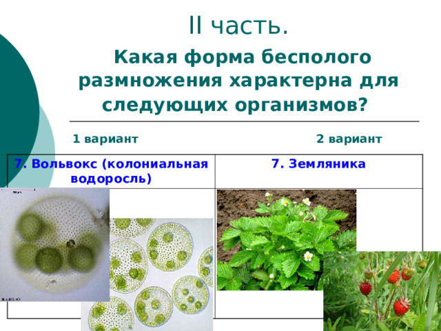 II часть.   Какая форма бесполого размножения характерна для следующих организмов?   1 вариант 2 вариант 7. Вольвокс (колониальная водоросль) 7. Земляника 