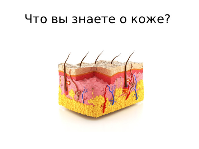 Что вы знаете о коже? 