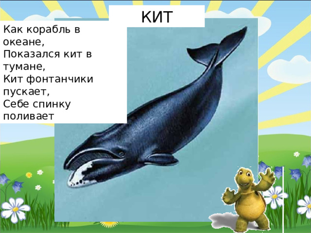 КИТ Как корабль в океане,  Показался кит в тумане,  Кит фонтанчики пускает,  Себе спинку поливает 