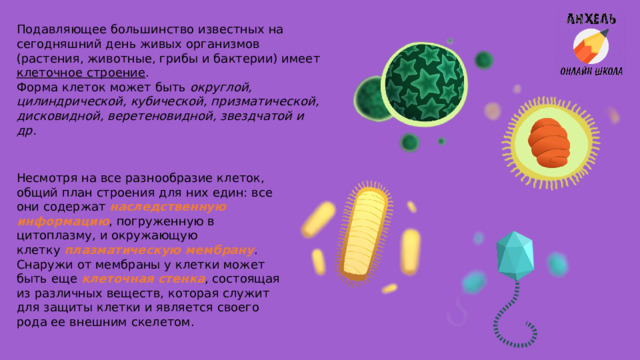 Подавляющее большинство известных на сегодняшний день живых организмов (растения, животные, грибы и бактерии) имеет клеточное строение .  Форма клеток может быть округлой, цилиндрической, кубической, призматической, дисковидной, веретеновидной, звездчатой и др. Несмотря на все разнообразие клеток, общий план строения для них един: все они содержат  наследственную  информацию , погруженную в цитоплазму, и окружающую клетку  плазматическую  мембрану . Снаружи от мембраны у клетки может быть еще  клеточная  стенка , состоящая из различных веществ, которая служит для защиты клетки и является своего рода ее внешним скелетом. 
