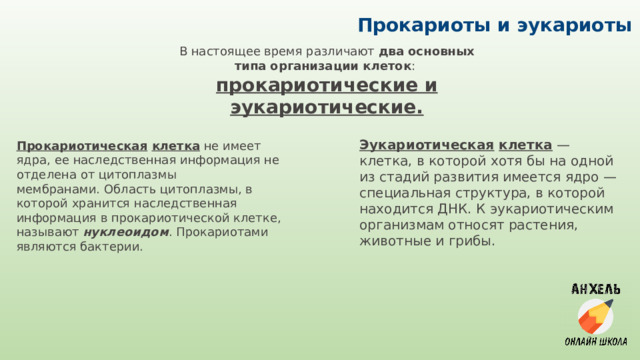 Прокариоты и эукариоты В настоящее время различают  два основных типа организации клеток : прокариотические и эукариотические. Эукариотическая  клетка  — клетка, в которой хотя бы на одной из стадий развития имеется ядро — специальная структура, в которой находится ДНК. К эукариотическим организмам относят растения, животные и грибы. Прокариотическая  клетка  не имеет ядра, ее наследственная информация не отделена от цитоплазмы мембранами. Область цитоплазмы, в которой хранится наследственная информация в прокариотической клетке, называют  нуклеоидом . Прокариотами являются бактерии. 