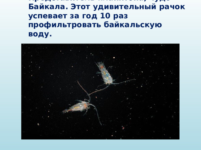  Рачок  эпишура  Представитель планктона, чудо Байкала. Этот удивительный рачок успевает за год 10 раз профильтровать байкальскую воду. 