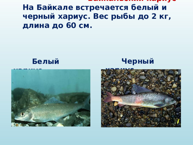  Байкальский хариус  На Байкале встречается белый и черный хариус. Вес рыбы до 2 кг, длина до 60 см.  Черный хариус  Белый хариус 