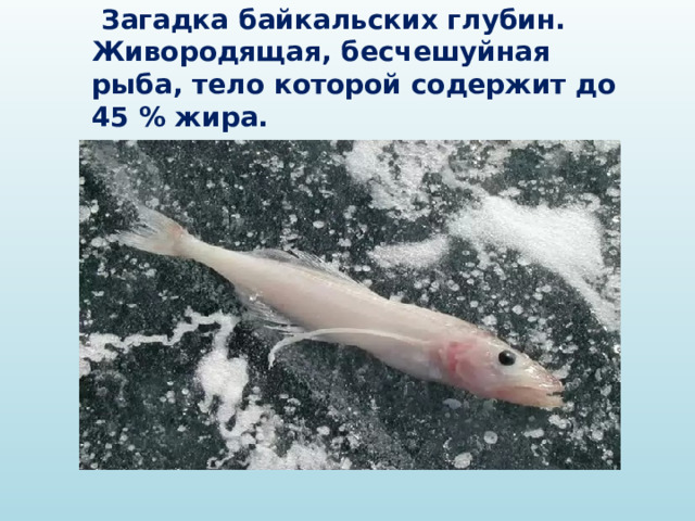    Голомянка  Загадка байкальских глубин. Живородящая, бесчешуйная рыба, тело которой содержит до 45 % жира. 