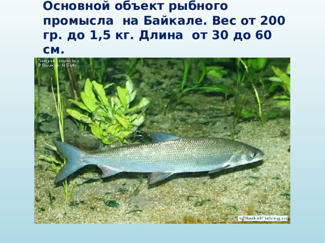  Омуль  Основной объект рыбного промысла на Байкале. Вес от 200 гр. до 1,5 кг. Длина от 30 до 60 см. 