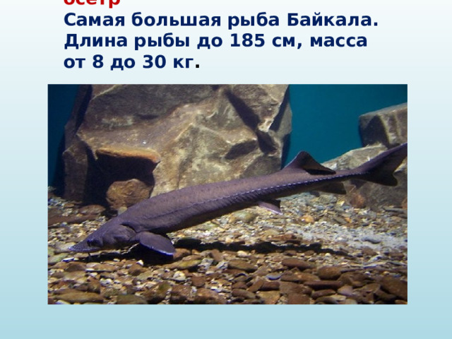  Байкальский осетр  Самая большая рыба Байкала. Длина рыбы до 185 см, масса от 8 до 30 кг . 