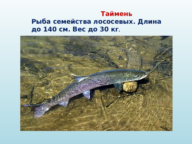 Таймень  Рыба семейства лососевых. Длина до 140 см. Вес до 30 кг .   