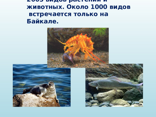 На Байкале насчитывается 2665 видов растений и животных. Около 1000 видов встречается только на Байкале. 