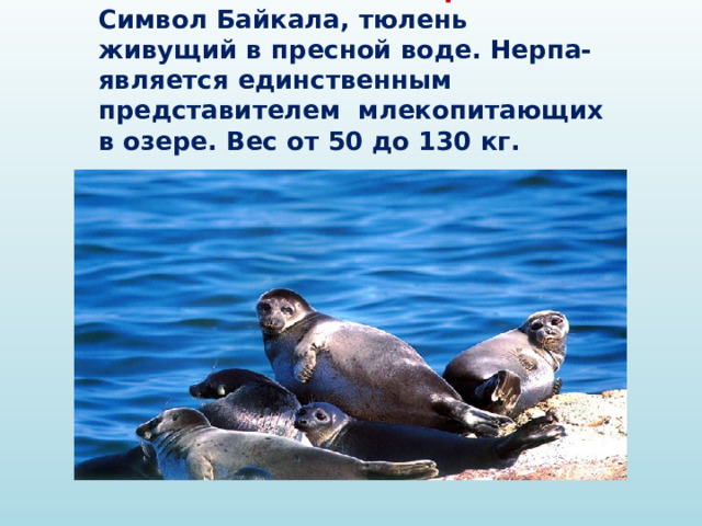  Нерпа  Символ Байкала, тюлень живущий в пресной воде. Нерпа- является единственным представителем млекопитающих в озере. Вес от 50 до 130 кг. 