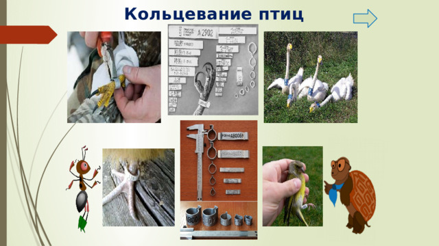 Кольцевание птиц 