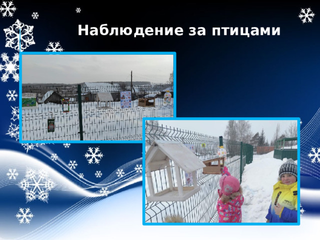 Наблюдение за птицами 