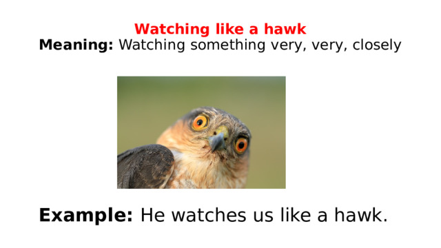 Watching like a hawk  Meaning: Watching something very, very, closely Example: He watches us like a hawk. 