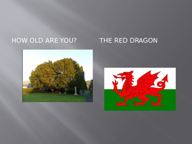 How old are you? The Red Dragon 