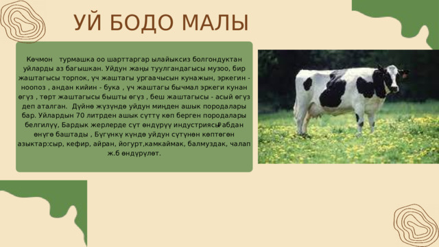 УЙ БОДО МАЛЫ Көчмон турмашка оо шарттаргар ылайыксиз болгондуктан уйларды аз багышкан. Уйдун жаңы туулгандагысы музоо, бир жаштагысы торпок, үч жаштагы ургаачысын кунажын, эркегин - ноопоз , андан кийин - бука , үч жаштагы бычмал эркеги кунан өгүз , төрт жаштагысы бышты өгүз , беш жаштагысы - асый өгүз деп аталган. Дүйнө жүзүндө уйдун миңден ашык породалары бар. Уйлардын 70 литрден ашык сүттү көп берген породалары белгилүү, Бардык жерлерде сүт өндүрүү индустриясы абдан өнүгө баштады , Бүгүнкү күндө уйдун сүтүнөн көптөгөн азыктар:сыр, кефир, айран, йогурт,камкаймак, балмуздак, чалап ж.б өндүрүлөт. р 