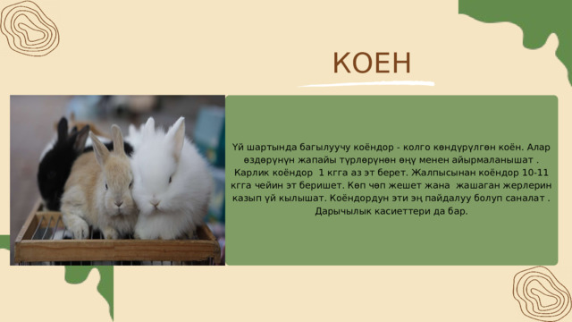 КОЕН Үй шартында багылуучу коёндор - колго көндүрүлгөн коён. Алар өздөрүнүн жапайы түрлөрүнөн өңү менен айырмаланышат . Карлик коёндор 1 кгга аз эт берет. Жалпысынан коёндор 10-11 кгга чейин эт беришет. Көп чөп жешет жана жашаган жерлерин казып үй кылышат. Коёндордун эти эң пайдалуу болуп саналат . Дарычылык касиеттери да бар. 