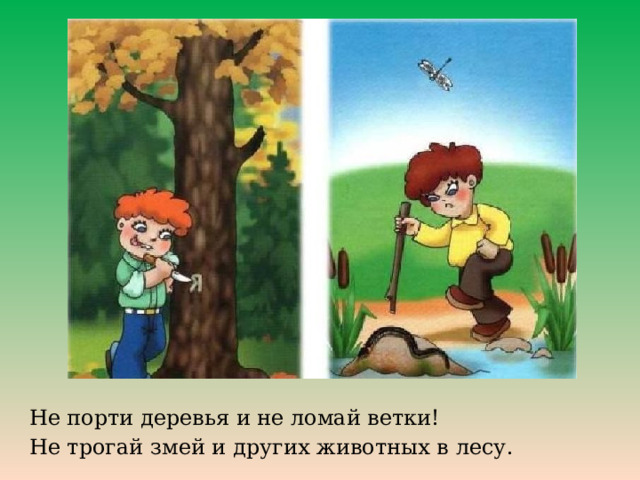 Не порти деревья и не ломай ветки! Не трогай змей и других животных в лесу. 