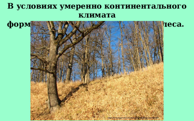 В условиях умеренно континентального климата формируются широколиственные леса. 